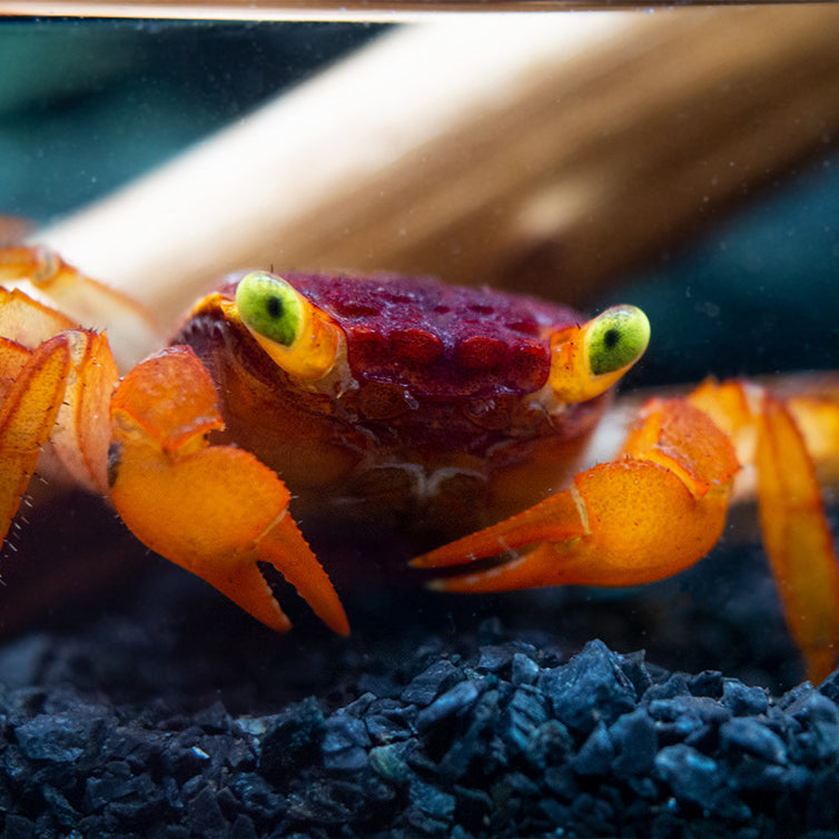 Mandarin Vampire Crab (Geosesarma notophorum)