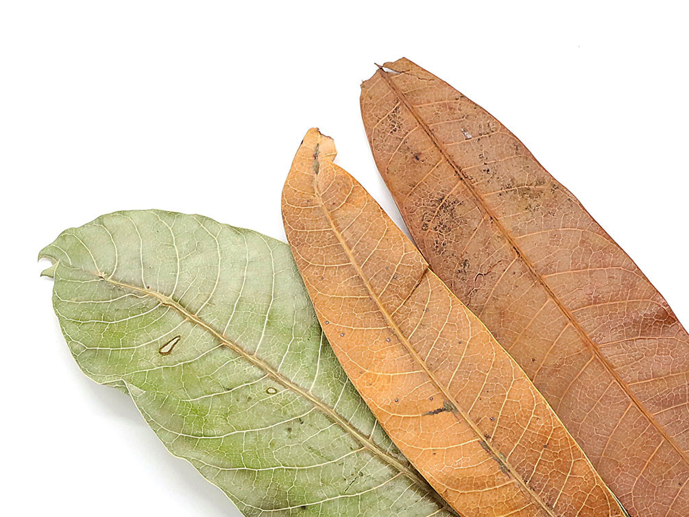 Aquatic Arts Mango Leaves (Mangifera indica) — Dried Botanicals