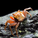 Marble Vampire Crab (Geosesarma bicolor)