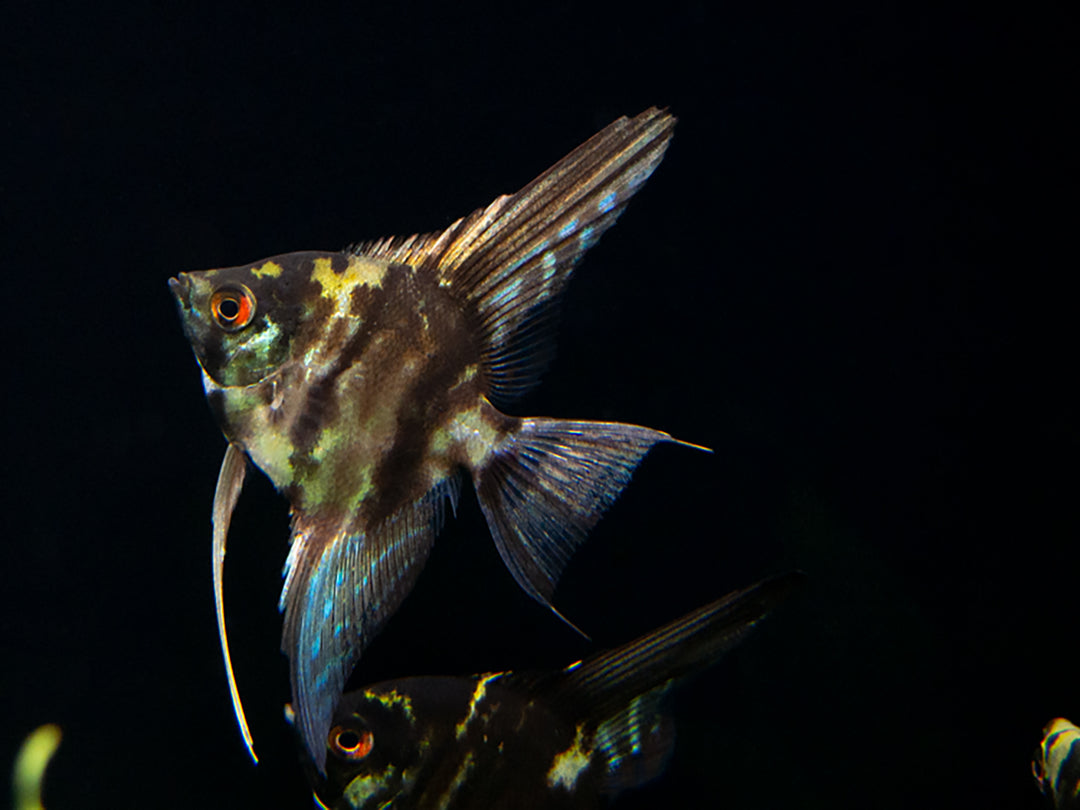 Marble Angelfish (Pterophyllum scalare), Tank Bred