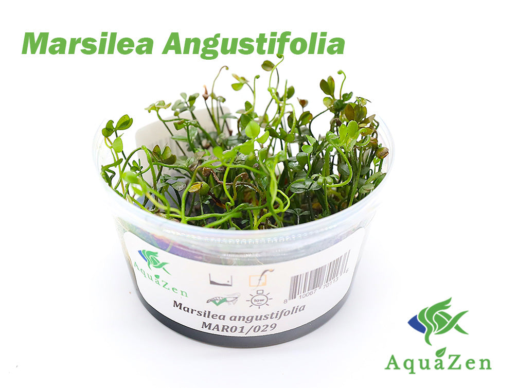 Marsilea angustifolia (Narrowleaf Four-Leaf Clover) – Tissue Culture Cup