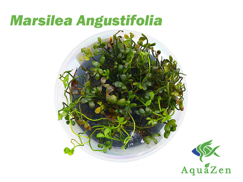 Marsilea angustifolia (Narrowleaf Four-Leaf Clover) – Tissue Culture Cup