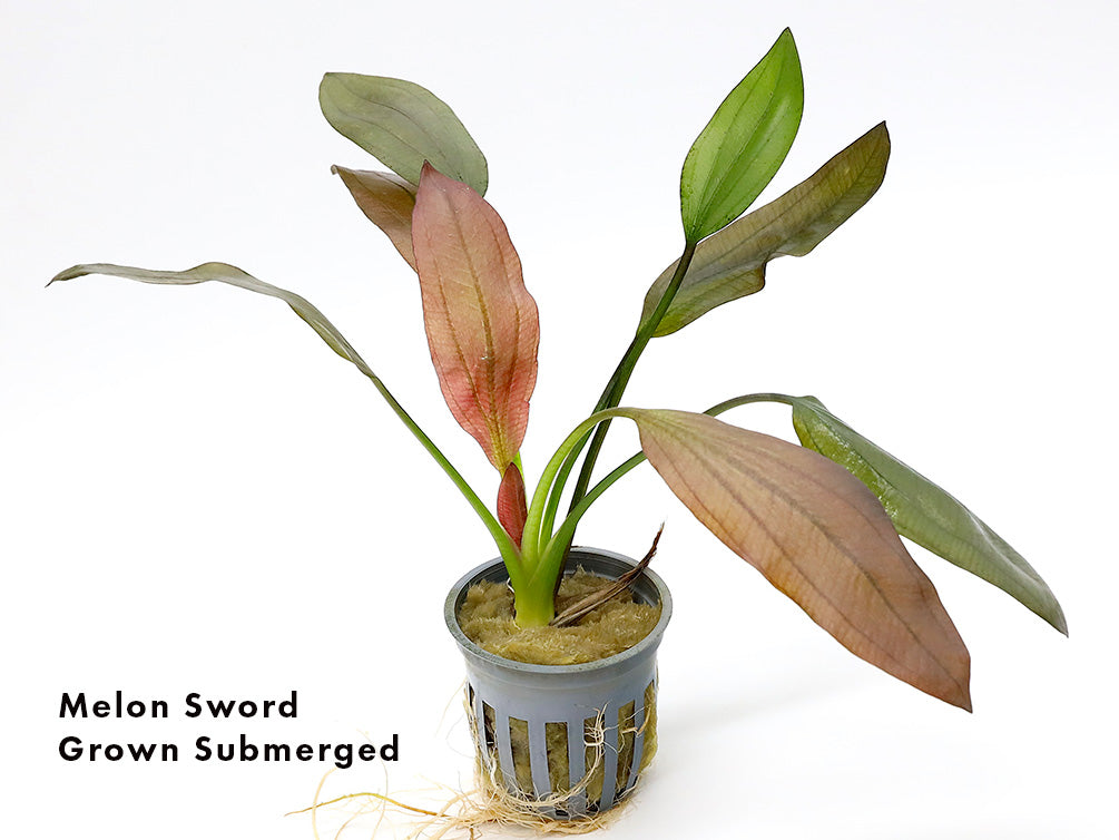 Assorted Sword Plants (Echinodorus sp.) – Bunched or Potted, Emerged or Submerged Growth