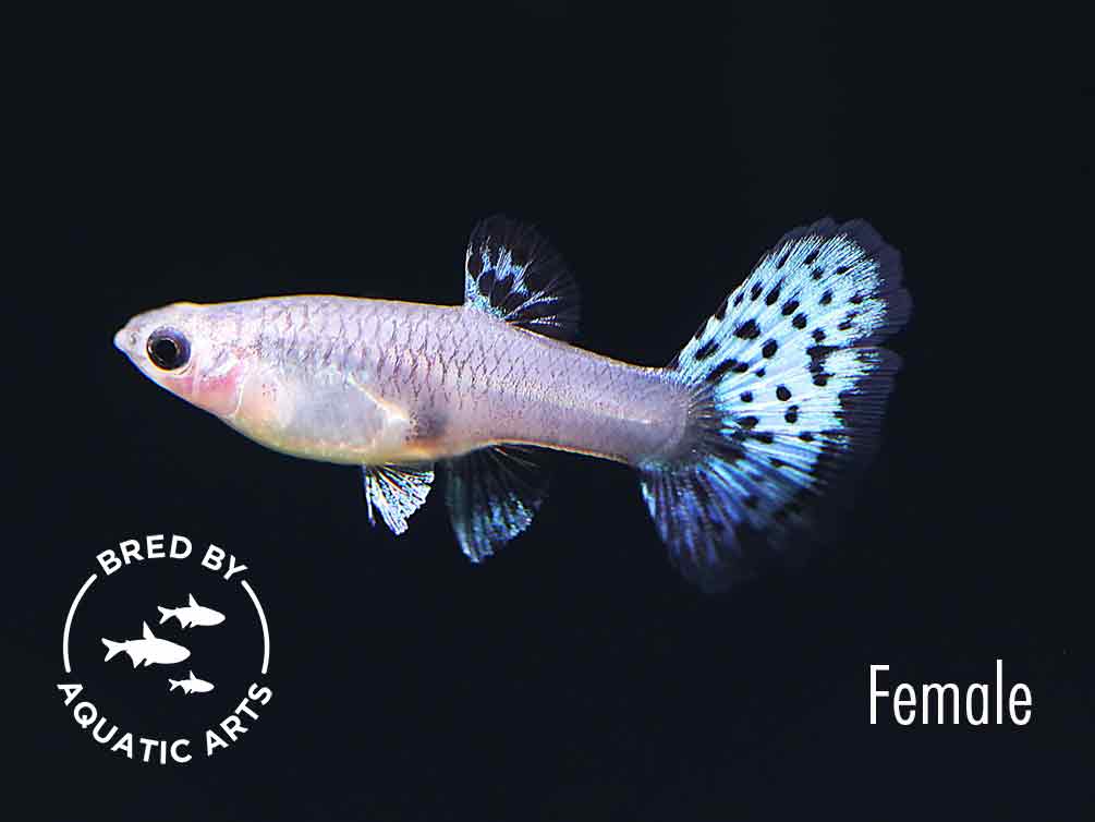 Metal White Tiger Guppy (Poecilia reticulata) - Bred By Aquatic Arts