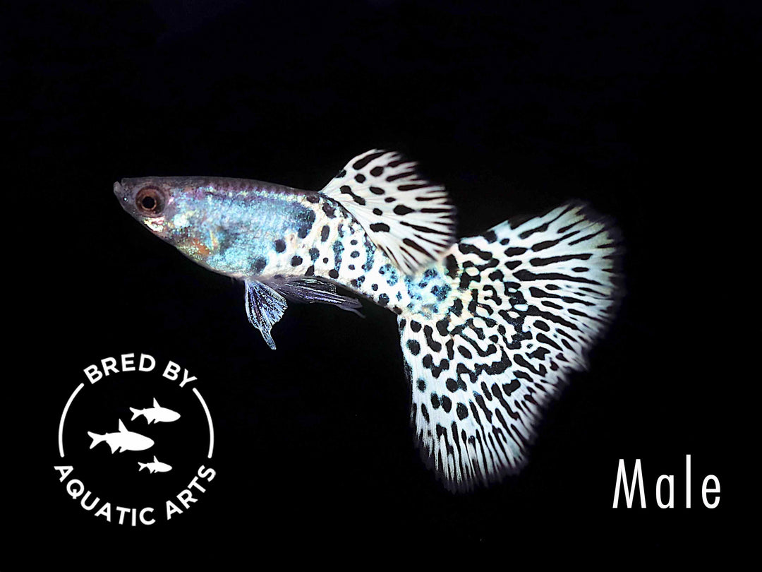 Metal White Tiger Guppy (Poecilia reticulata) - Bred By Aquatic Arts