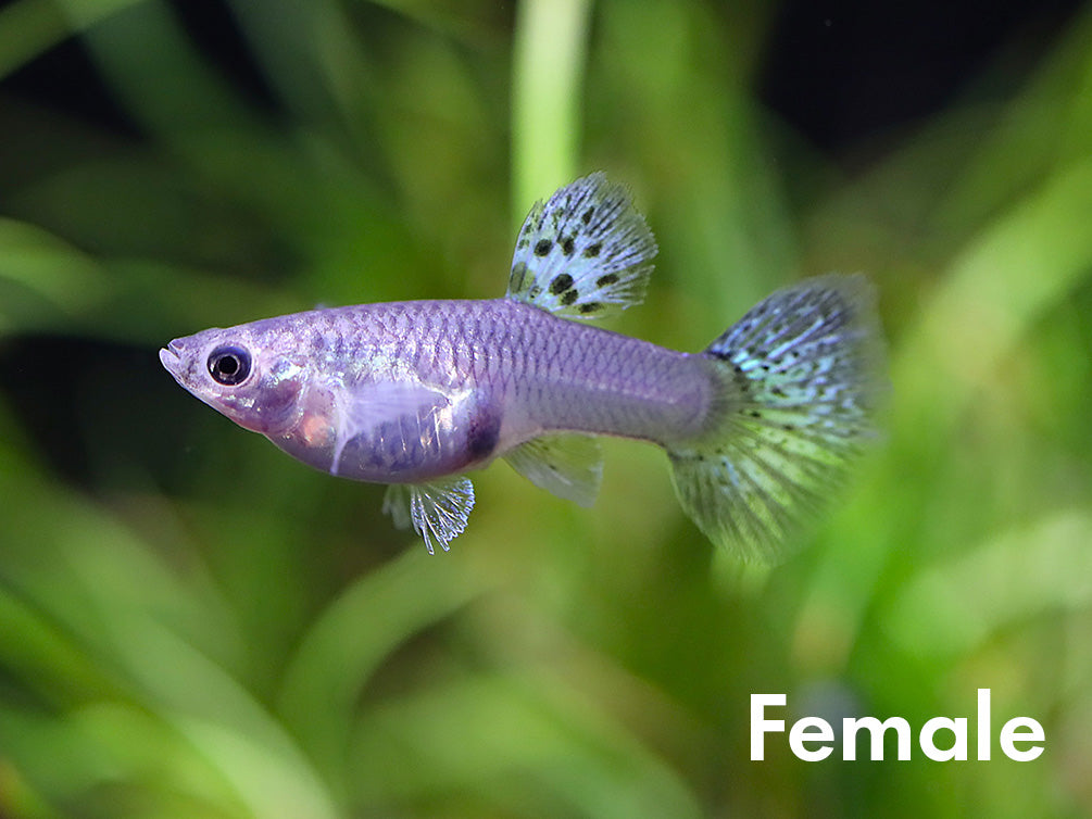 Metal Blue Grass Guppy (Poecilia reticulata) – Tank Bred