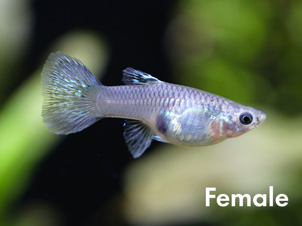 Metal Blue Grass Guppy (Poecilia reticulata) – Tank Bred