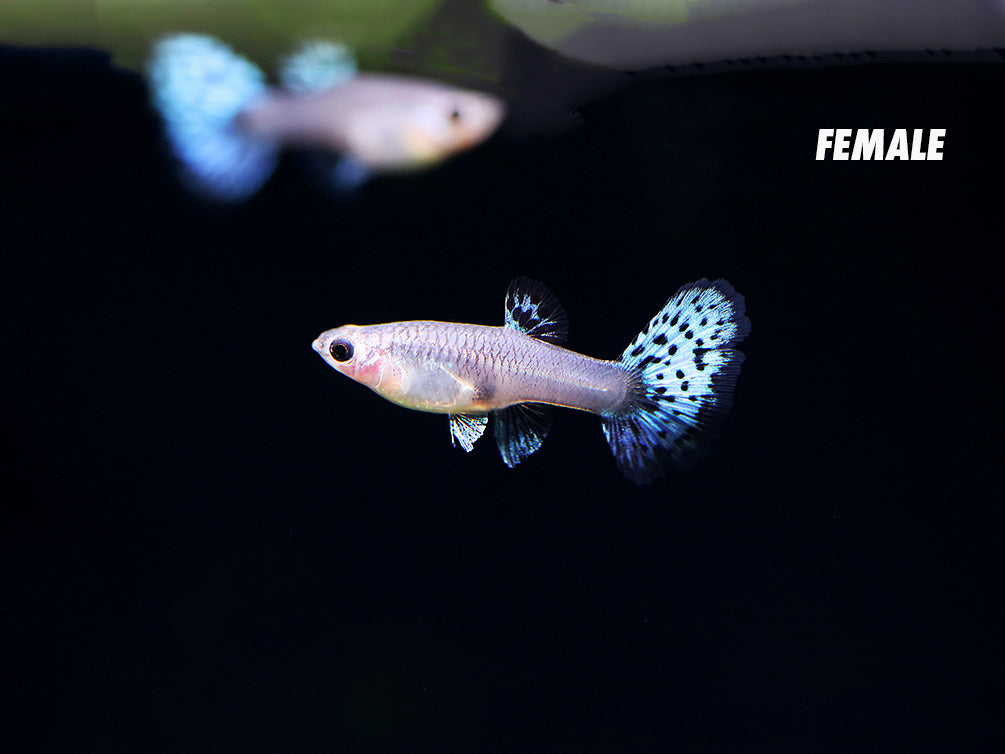 Metal White Tiger Guppy (Poecilia reticulata) – Tank-Bred