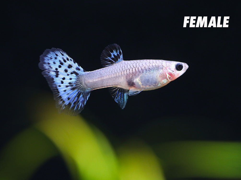 Metal White Tiger Guppy (Poecilia reticulata) – Tank-Bred