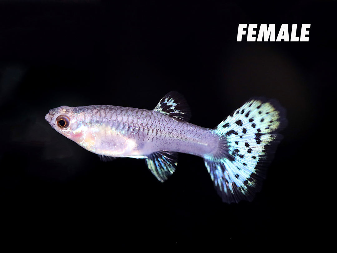 Metal White Tiger Guppy (Poecilia reticulata) – Tank-Bred