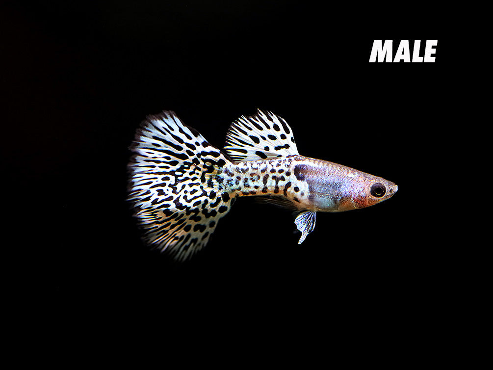 Metal White Tiger Guppy (Poecilia reticulata) – Tank-Bred