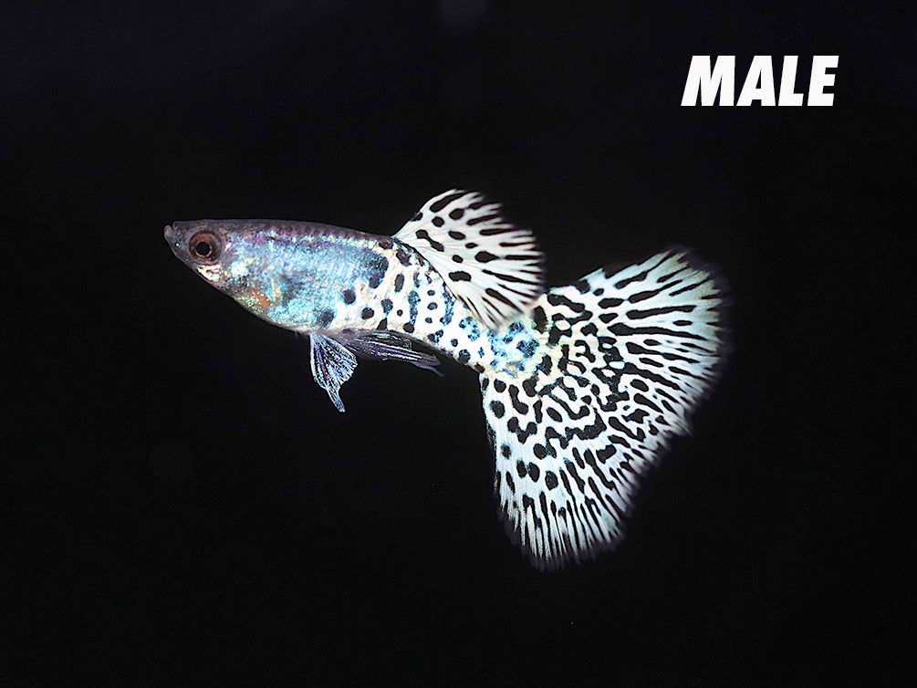 Metal White Tiger Guppy (Poecilia reticulata) – Tank-Bred
