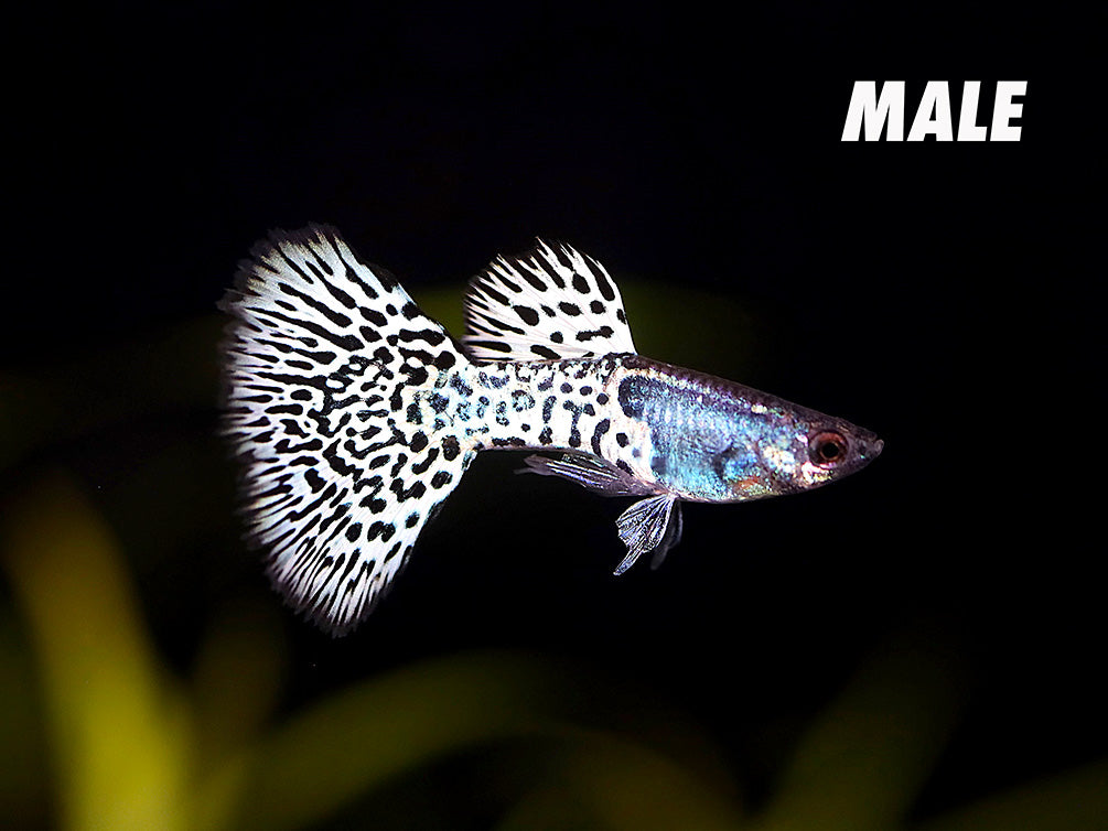 Metal White Tiger Guppy (Poecilia reticulata) – Tank-Bred
