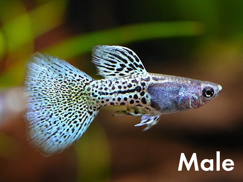 Metal Blue Grass Guppy (Poecilia reticulata) – Tank Bred