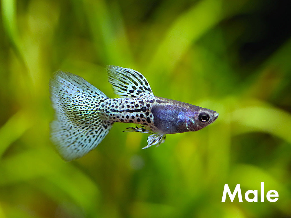 Metal Blue Grass Guppy (Poecilia reticulata) – Tank Bred