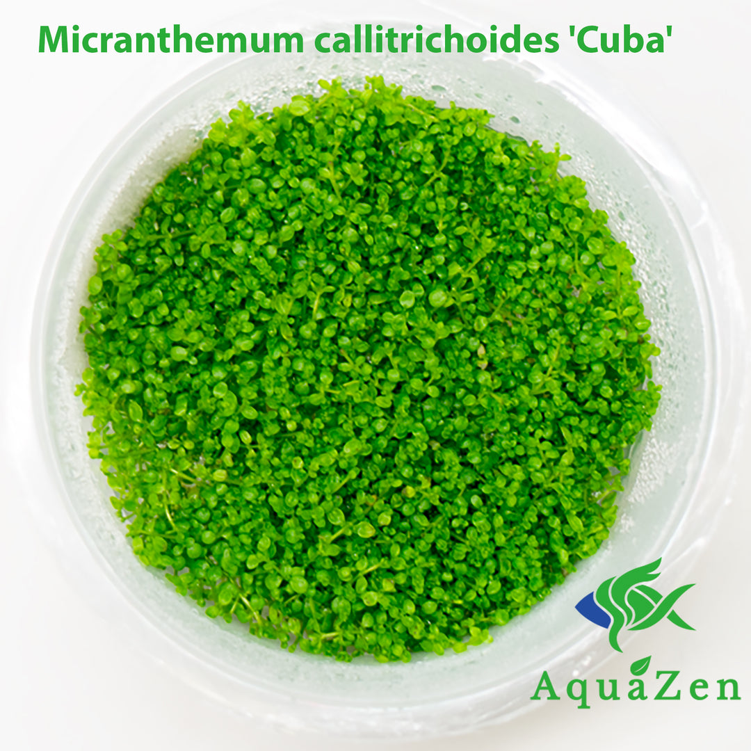 Micranthemum callitrichoides 'Cuba' (Micranthemum callitrichoides) Tissue Culture