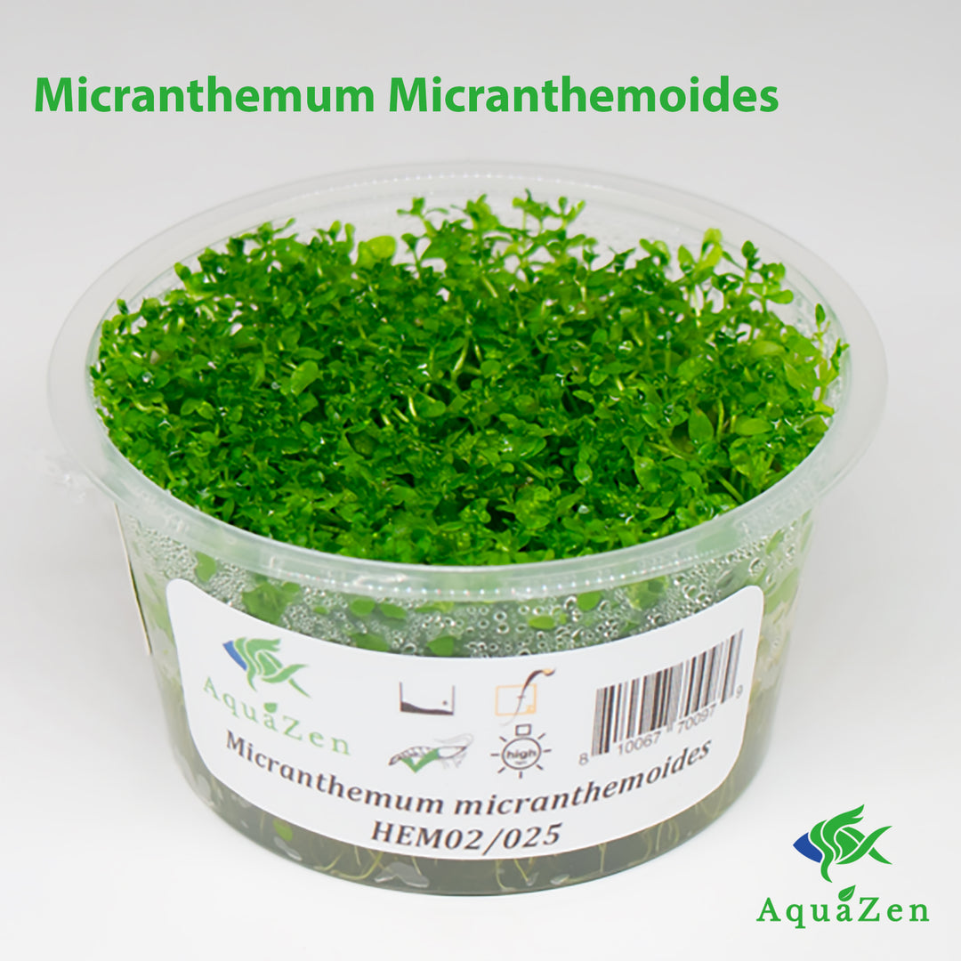 Pearl Weed (Micranthemum Micranthemoides ' Pearl Weed' ) Tissue Culture