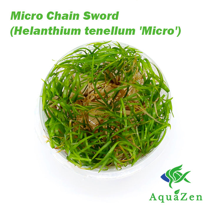 Micro Chain Sword (Helanthium tenellum 'Micro') - Tissue Culture