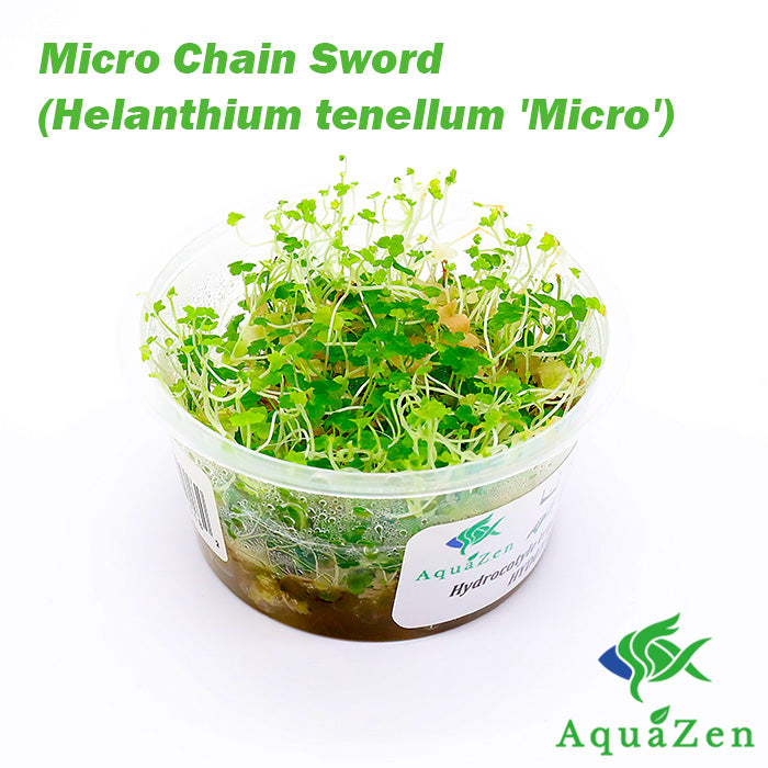 Micro Chain Sword (Helanthium tenellum 'Micro') - Tissue Culture