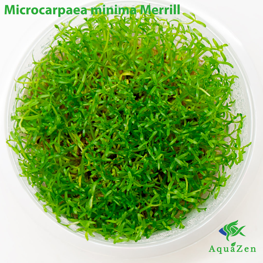 Microcarpaea minima Merrill   (Microcarpaea Minima ) Tissue Culture