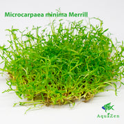 Microcarpaea minima Merrill   (Microcarpaea Minima ) Tissue Culture