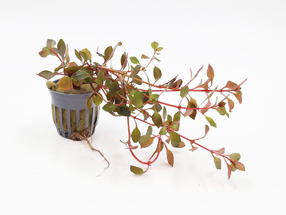 Mini Super Red Ludwigia (Ludwigia sp. "Mini Super Red")