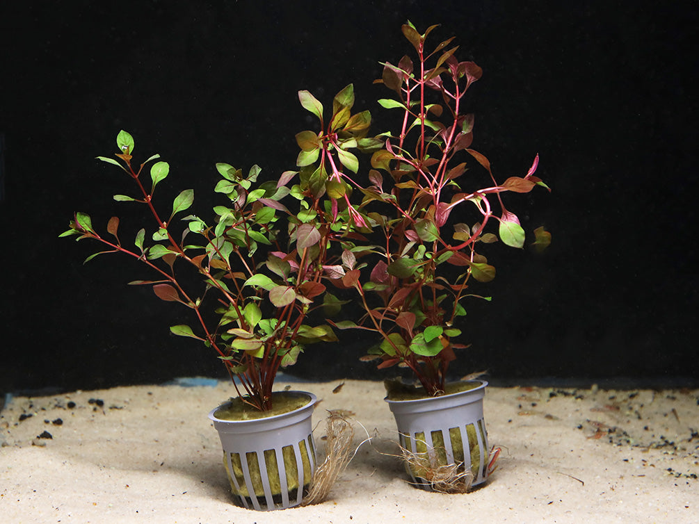 Mini Super Red Ludwigia