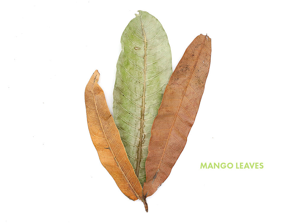 Aquatic Arts Mixed Fruit Leaf Botanical Pack (Mango, Guava, Banana, Jackfruit) - Dried Botanicals