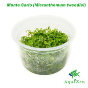 Monte Carlo (Micranthemum tweediei) Tissue Culture