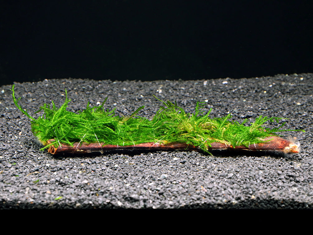 Assorted Moss on Cholla Wood or Delonix Pod, Aquatic Arts Grown