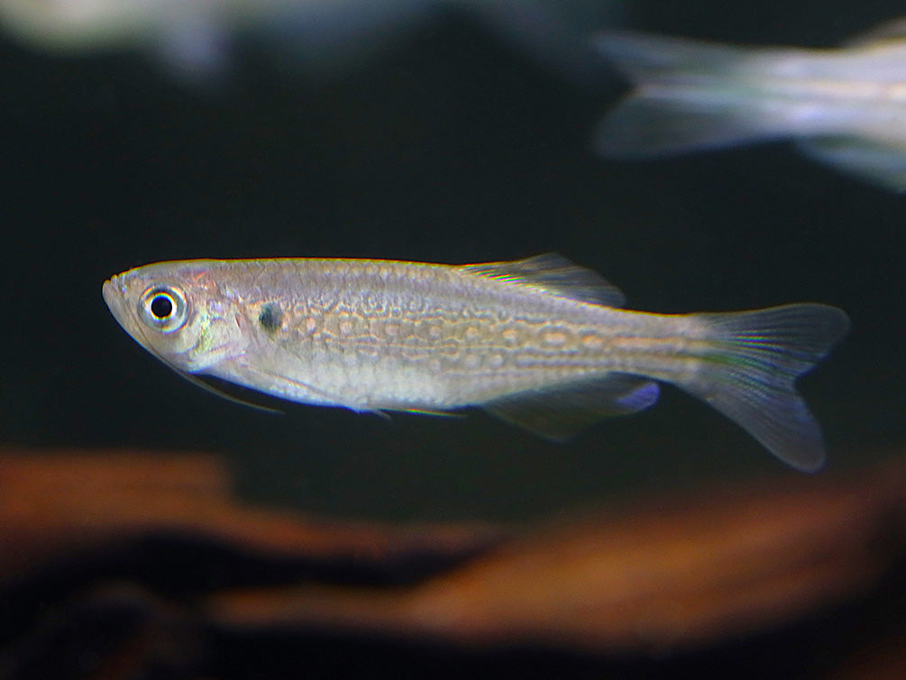 Moustached Danio (Danio dangila)