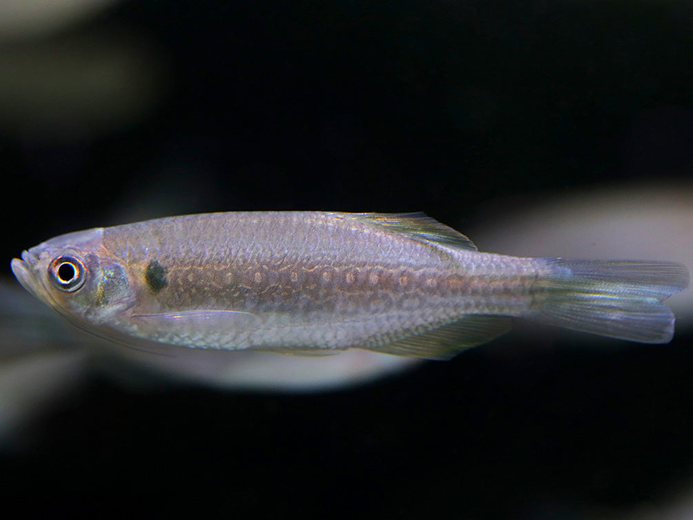 Moustached Danio (Danio dangila)