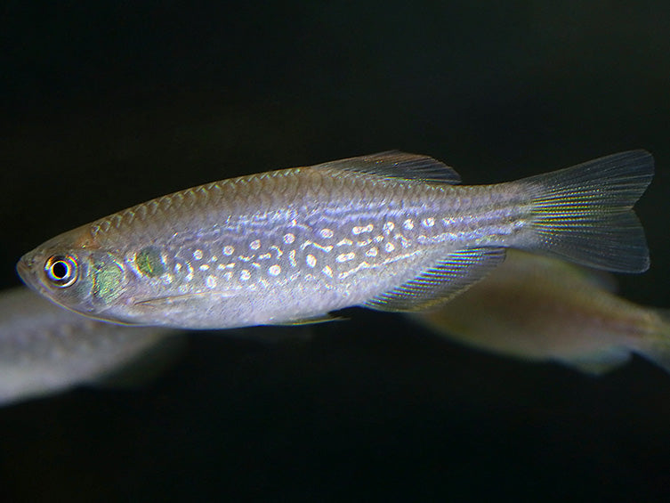Moustached Danio (Danio dangila)