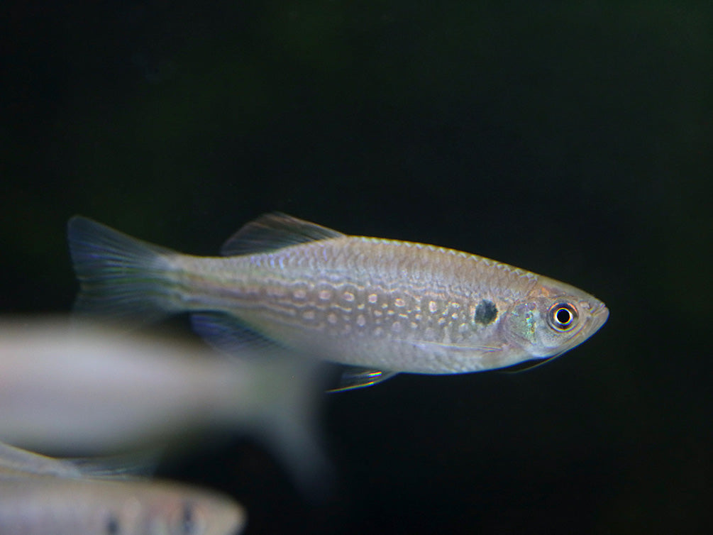 Moustached Danio (Danio dangila)
