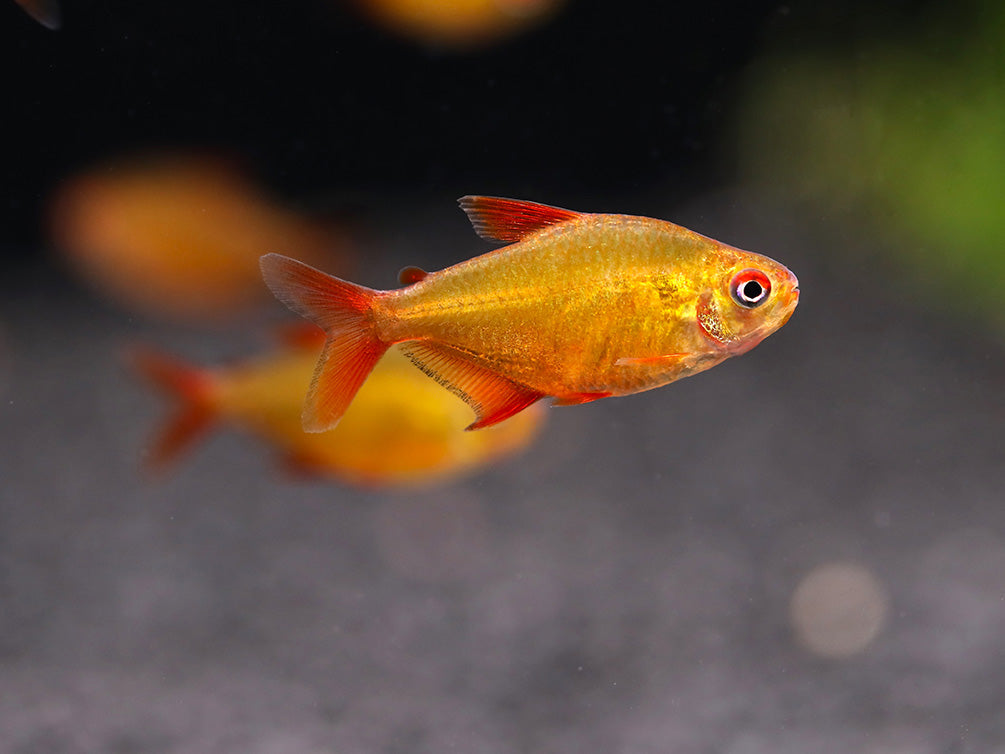 Muzel Red Cherry Tetra (Hyphessobrycon sp. 'Muzel Red Cherry') – Tank-Bred