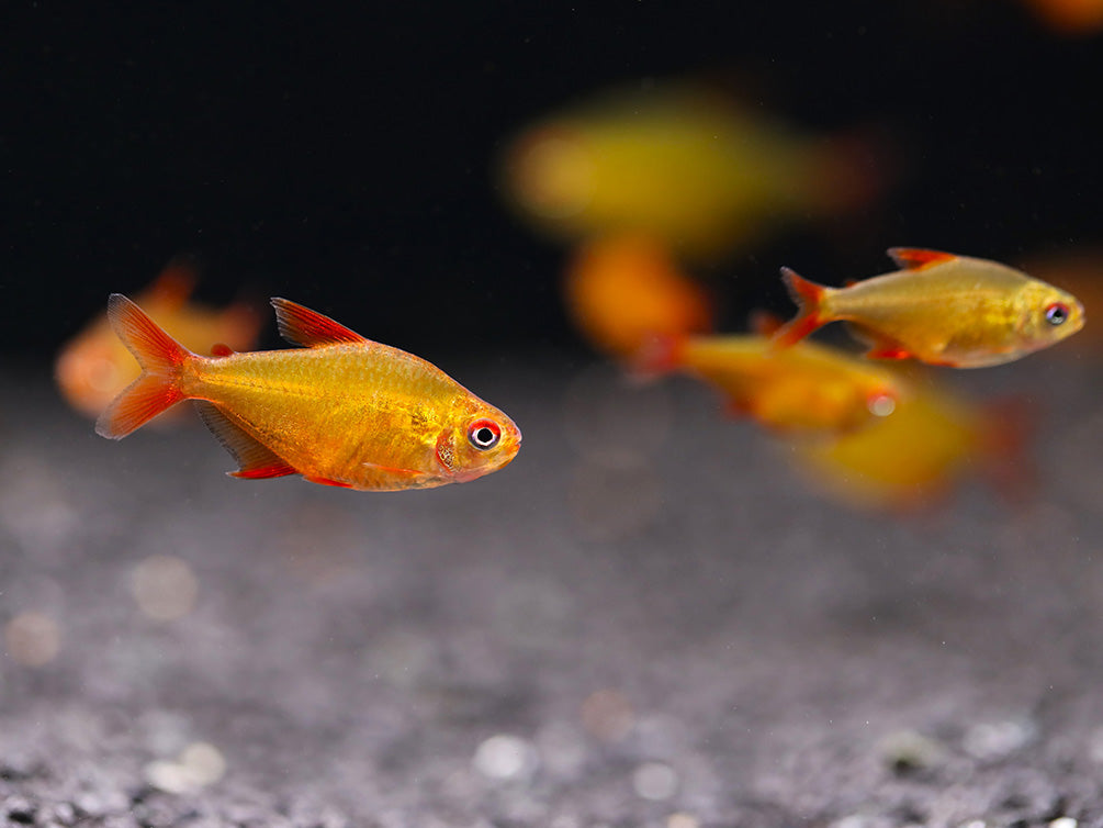 Muzel Red Cherry Tetra (Hyphessobrycon sp. 'Muzel Red Cherry') – Tank-Bred