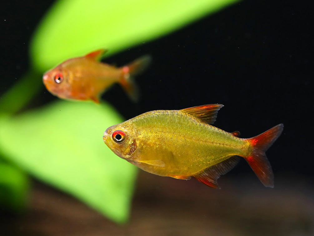 Muzel Red Cherry Tetra (Hyphessobrycon sp. 'Muzel Red Cherry') – Tank-Bred