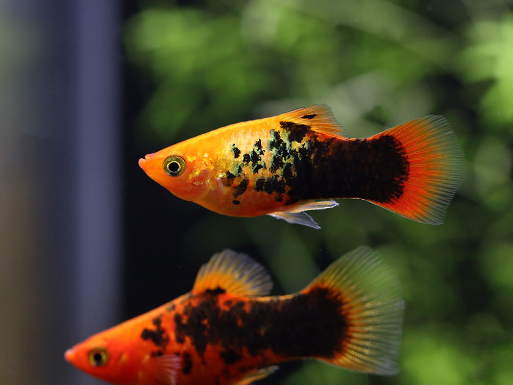 Painted Platy (Xiphophorus maculatus) - Tank Bred