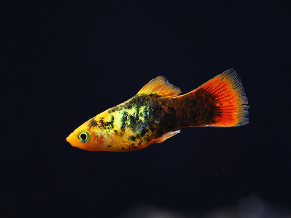 Painted Platy (Xiphophorus maculatus) - Tank Bred