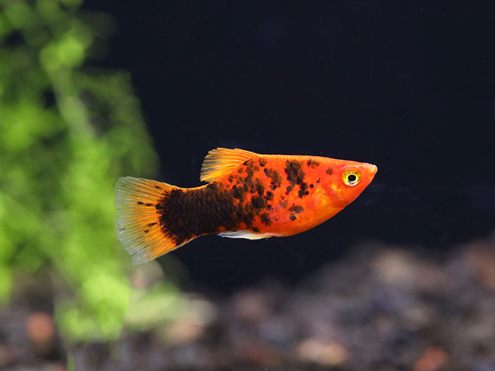 Painted Platy (Xiphophorus maculatus) - Tank Bred