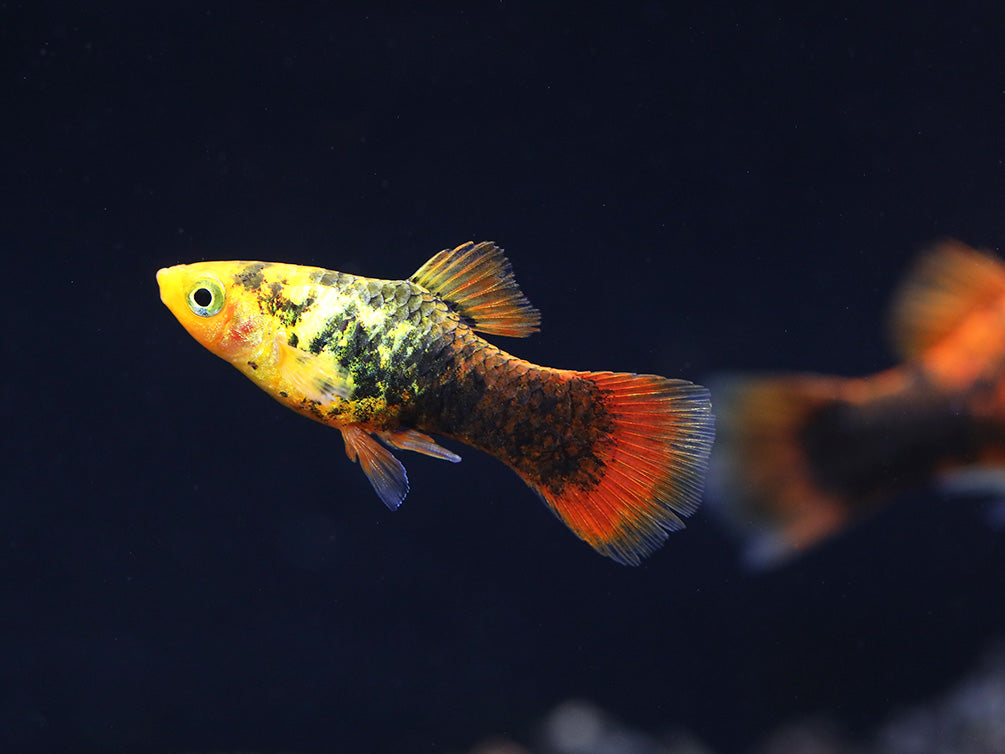 Painted Platy (Xiphophorus maculatus) - Tank Bred