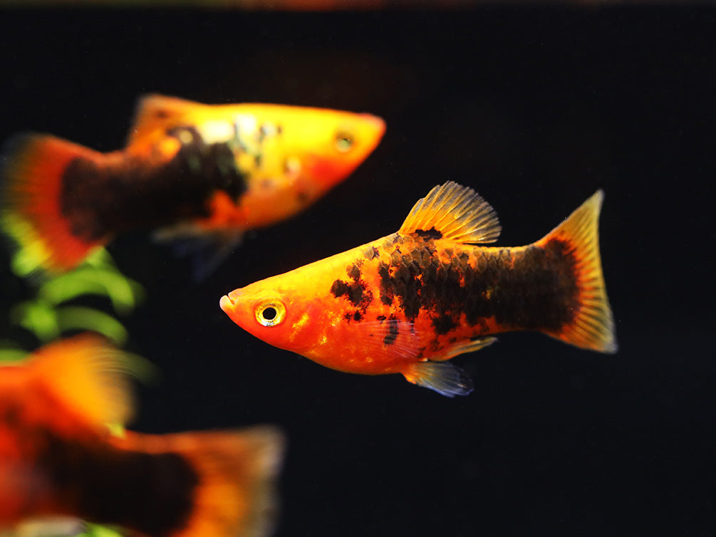 Painted Platy (Xiphophorus maculatus) - Tank Bred