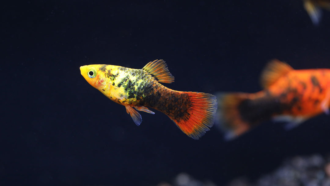 Painted Platy (Xiphophorus maculatus) - Tank Bred