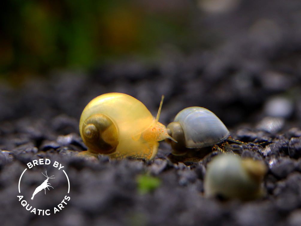 Baby Mystery Snails (Pomacea bridgesii) - Bred by Aquatic Arts *Pea Sized!*