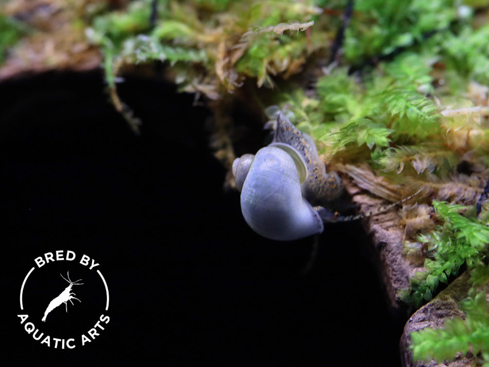 Baby Mystery Snails (Pomacea bridgesii) - Bred by Aquatic Arts *Pea Sized!*