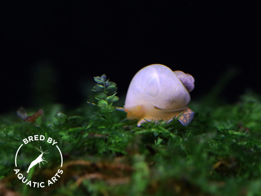 Baby Mystery Snails (Pomacea bridgesii) - Bred by Aquatic Arts *Pea Sized!*