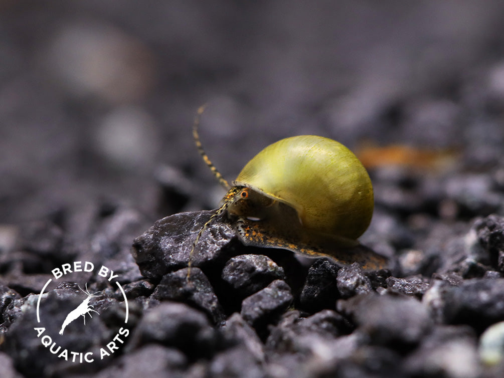 Baby Mystery Snails (Pomacea bridgesii) - Bred by Aquatic Arts *Pea Sized!*