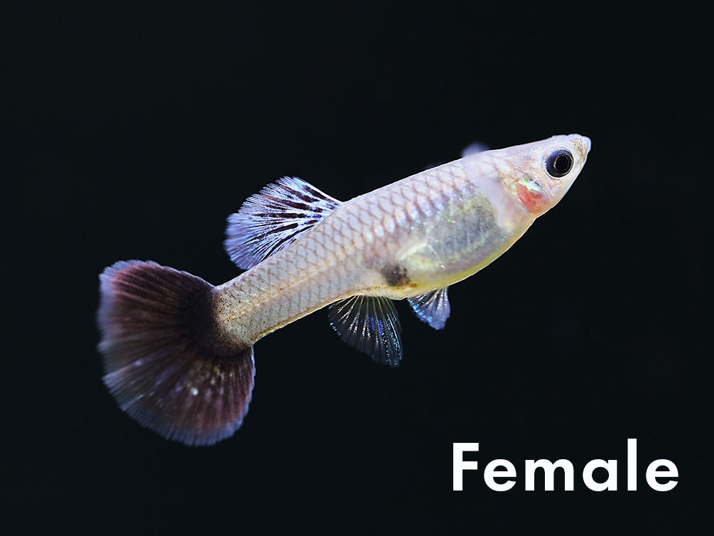 Tank-Bred Navy Blue Cobra Guppy female displaying natural coloration in a planted freshwater aquarium