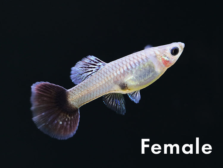 Tank-Bred Navy Blue Cobra Guppy female displaying natural coloration in a planted freshwater aquarium