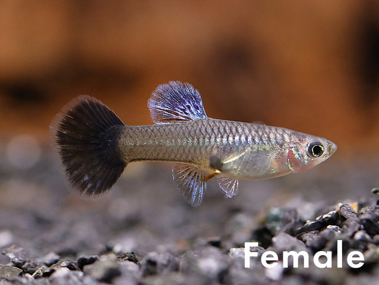 Tank-Bred Navy Blue Cobra Guppy female displaying natural coloration in a planted freshwater aquarium
